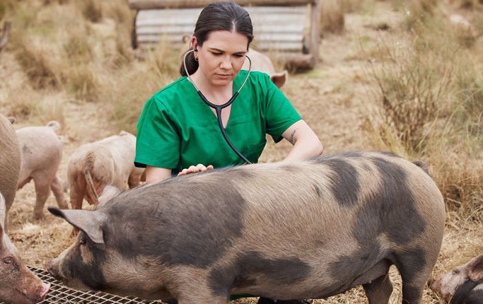 The Antibiotic Debate in Our Food Chain - FoodHandler